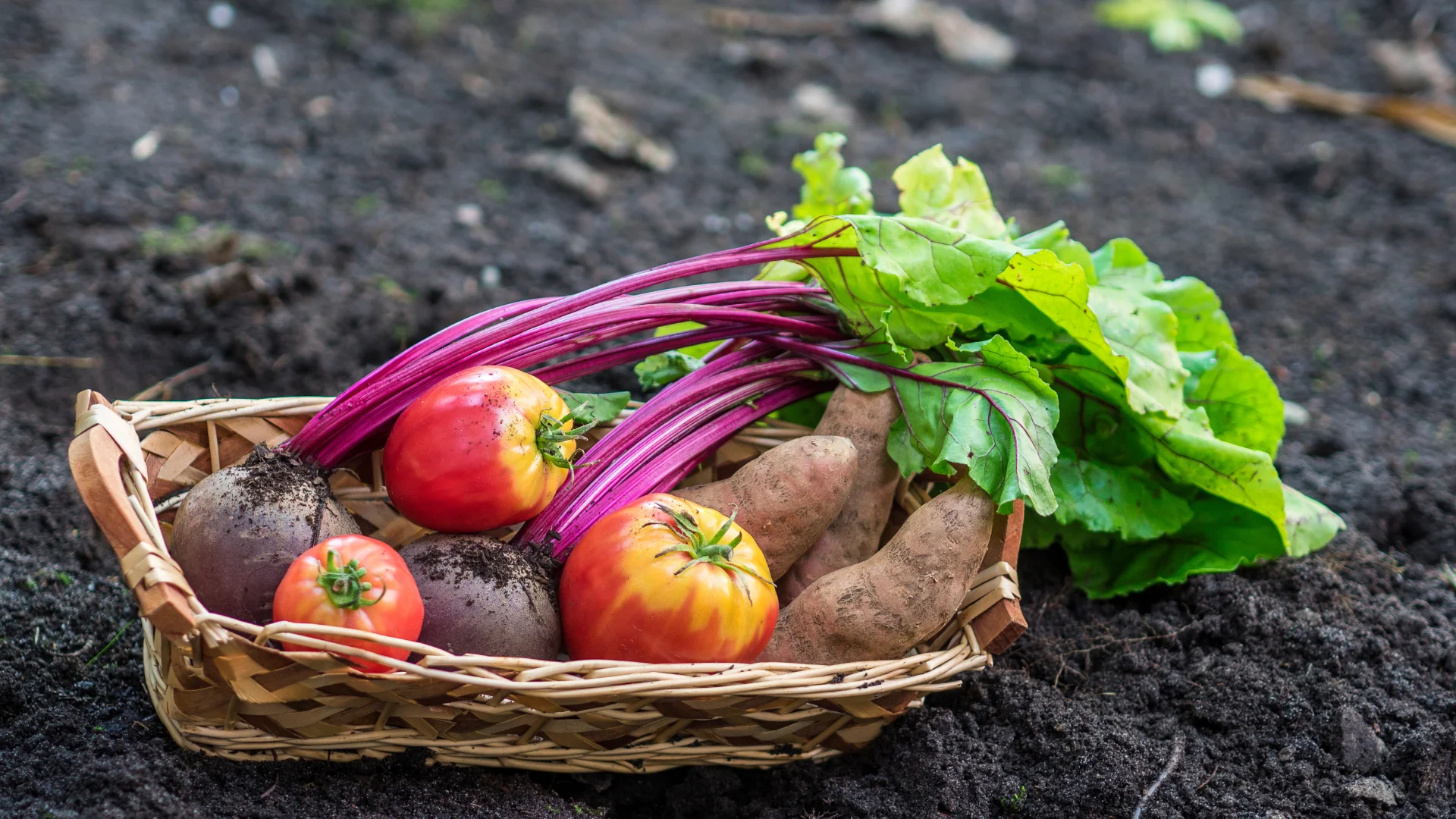 Erntezeit aus dem eigenen Garten