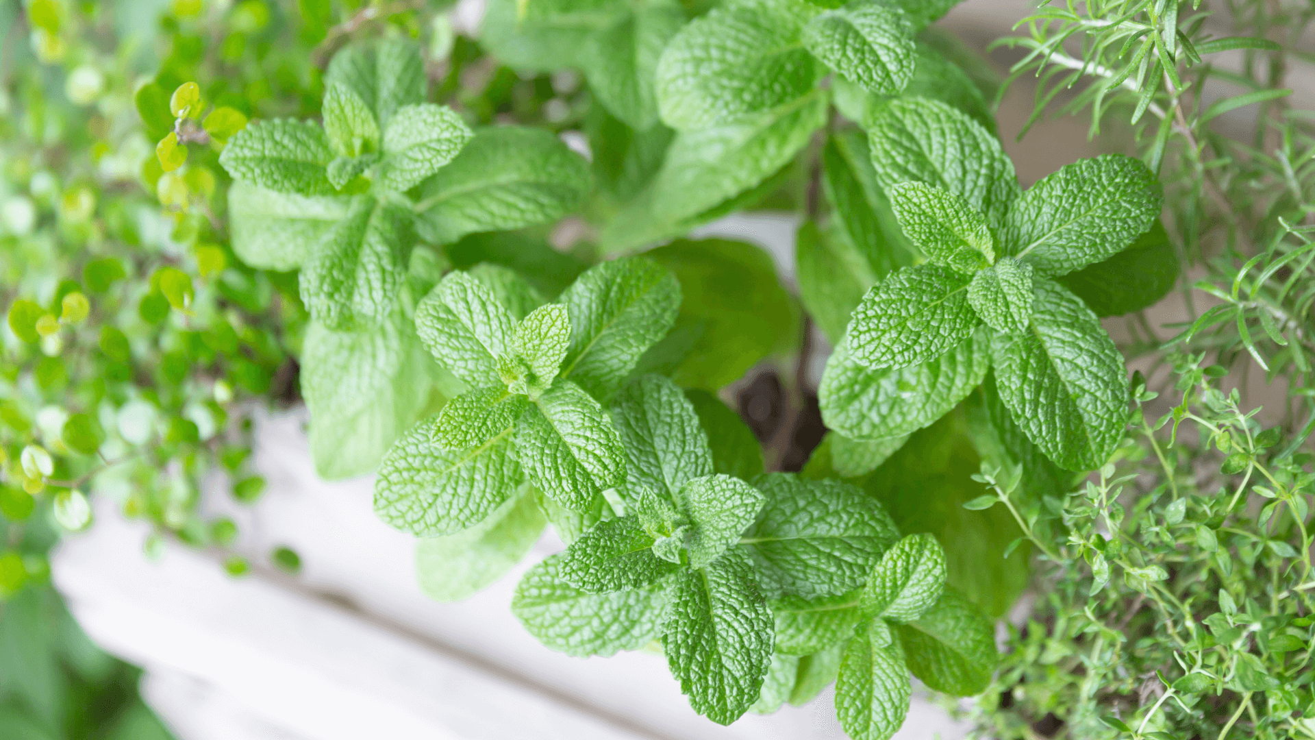 Erbe fresche per i tuoi sensi: la cassetta delle erbe sul balcone